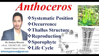 Anthoceros Life Cycle Classification Thallus structure Reproduction Sporophyte [upl. by Therine895]