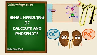 Renal Regulation of Calcium and Phosphate  Calcium Homeostasis  Endocrine  Renal Physiology [upl. by Annerb]