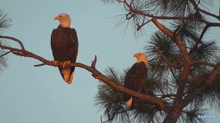 SWFL Eagle Cam 82823 M15 amp Female in Nest Tree Female Flies to the River M15 Watches Over [upl. by Ynnek]