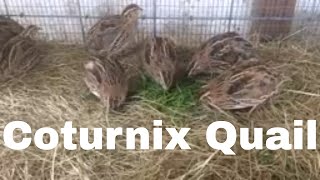 Quail Breed Analysis The Coturnix [upl. by Marmion]