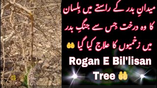 Rogan e Bilisan Tree Near Badar Ground  روغنِ بلِسان کا درخت  Real Bilisan Tree  SomethingforAll [upl. by Jazmin]