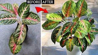 My SECRETS To Make Aglaonema MORE BUSHY [upl. by Plafker]