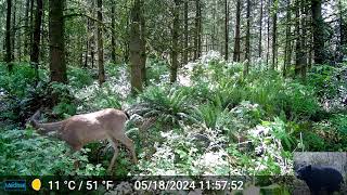 More Deer in Front of Our Trail Camera [upl. by Jacquenette]