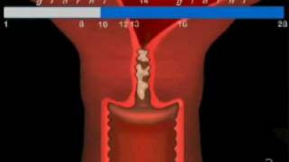 Il ciclo cervicale animazione a cura del ProfCManna [upl. by Richlad841]