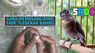 TENYATA BEGINI CARA PENGEPUL BURUNG SRDC ORI MEMASANG RING DENGAN CEPAT [upl. by Bevan]