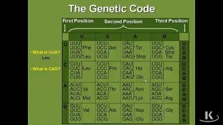 Overview of TranslationBiochemistry [upl. by Cleave764]