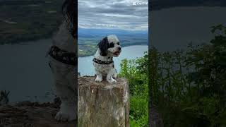 CBE8HavaneserPolonka capcut puppy natur cute bolonka travel dog pets hunde love [upl. by Talya]