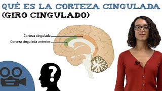 Qué es la corteza cingulada giro cingulado [upl. by Nortal291]