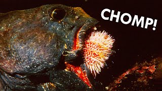 Wolf Eels Eat Spiny Sea Urchins Alive [upl. by Yhtnomit]