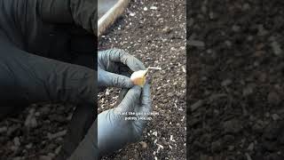 How to plant and grow your own garlic starting this fall [upl. by Nyral]