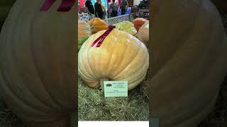 HOPKINTON STATE FAIR  CONTOOCOOK NH Part 4 829 92 2024 statefair newhampshire [upl. by Mirak103]