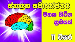 OL Science Sinhala  Grade 11 Science Unit 6 Part 4 Nervous System  ස්නායුක සමායෝජනය [upl. by Eitsim]