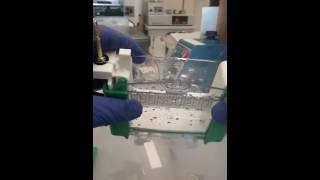 Biorad Precast TGX Protein Gel Part 1 taking cassette apart [upl. by Zaraf104]