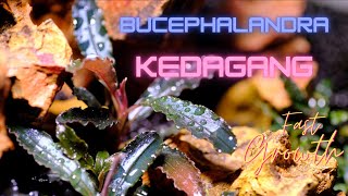 Bucephalandra Kedagang  Care amp Tips for Fast Growth [upl. by Zinnes]