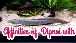 Affinities of DipnoiFisheries [upl. by Ahsimak]