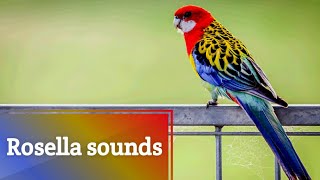 Rosella sounds [upl. by Adnahsar777]