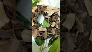 Gaboon Viper facts [upl. by Yramanna640]