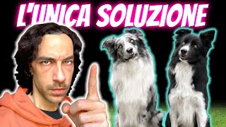 Il SEGRETO per RISOLVERE TUTTI i PROBLEMI col CANE  Rinforzo  rinforzo [upl. by Aiveneg35]