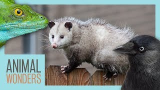 9 Bizarre Animal Adaptations [upl. by Apfelstadt]