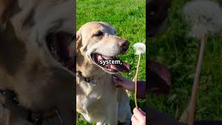 Dandelions are Nature’s Powerhouse  Fetch This Canine [upl. by Weinberg]