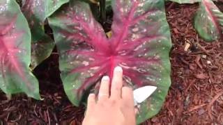 Pruning giant Tea cups Alocasia amp Colocasia Elephant ear plants [upl. by Royo839]