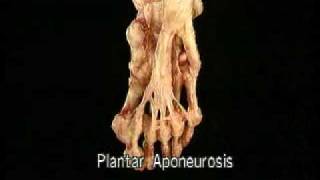 Aclands DVD Atlas of Human Anatomy DVD 2 The Lower Extremity [upl. by Nivrehs]