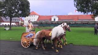 Luber Römerwagen Hengstparade Celle 2017 [upl. by Arnie]