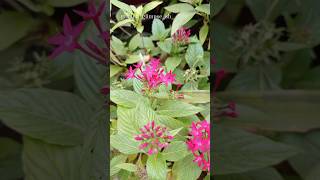 Pentas lanceolata❤️💕 youtube love youtubeshorts garden flowergarden nature ✨💫💖 [upl. by Elena]