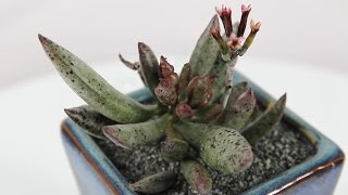 Adromischus [upl. by Wein211]