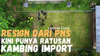 Sukses Ternak Kambing Impor Kandang Semi Umbaran Lebih Sehat dan Produktif  Lurisae [upl. by Joceline346]