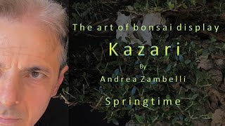 Kazari quotSpringtimequot  Bonsai display by Andrea Zambelli [upl. by Basir270]