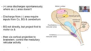 PHYSIOLOGY OF POSTURE REGULATION IN DECEREBRATE PREPARATION [upl. by Ignatius]