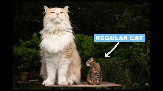 Maine Coon Cat Breed Characteristics Facts amp Personality Explained [upl. by Gannes]