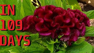 How to grow Cockscomb Celosia argentea var cristata from seeds [upl. by Jezrdna]