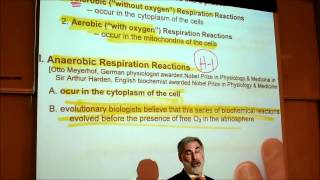 BIOLOGY CELLULAR RESPIRATION 2012 Part 1 by Professor Finkwmv [upl. by Annayram]