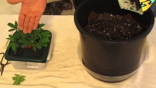 How to Quick and Easy Clone Transplant into Soil Grows [upl. by Neeruam]