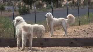 Maremma dogs guard goats near Terrebonne [upl. by Bronwyn]