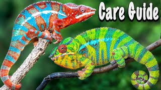 Panther Chameleons as Pets [upl. by Corney681]