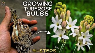 A Comprehensive Guide On Tuberose Plant Care 5 Tricks [upl. by Uzzia675]