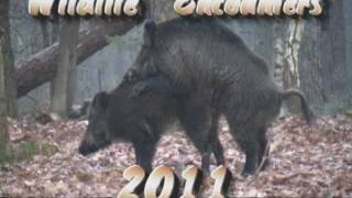 Wildlife Encounters 2011 part 1Veluwe [upl. by Aisirtap591]