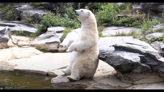 Fütterung der Eisbären im Tierpark Berlin [upl. by Embry]