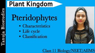 Plant Kingdom  Pteridophytes  General Characteristics and Life cycle Class 11 BiologyNEETAIIMS [upl. by Kallman]