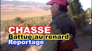 CHASSE  Battue au renard dans le Minervois [upl. by Goddord]