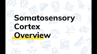 What is the Somatosensory Cortex  College Physiology [upl. by Ycnaf]