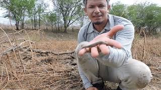 VIDA SELVAGEM NA CAATINGA seligabrasil2023 [upl. by Nevins]