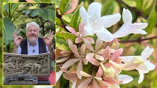 ABÉLIA ARBUSTE FACILE AUX FLEURS MELLIFÈRES amp DÉCORATIF TOUTE L’ANNÉE Le Quotidien du Jardin N°244 [upl. by Iemaj30]