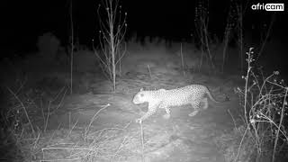 A Male Leopard Sawing at Olifants River [upl. by Gustave336]