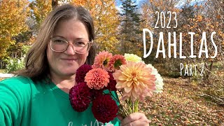 Dahlias that Bloomed in the 2023 Garden  Part 2 [upl. by Leroi]