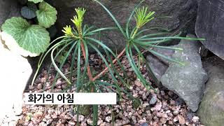 금송 金松 Sciadopitys verticillata Sciadopityaceae [upl. by Neumann]