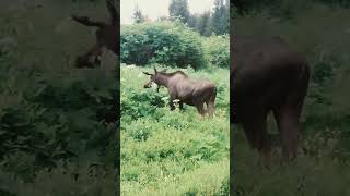 moose im velvet Alaska [upl. by Tsepmet]